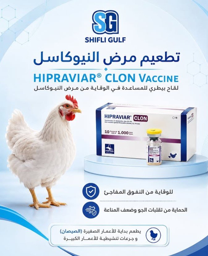 لقاح هيبرفايار كلون - تحصين وتطعيم بيطري ضد مرض النيوكاسل